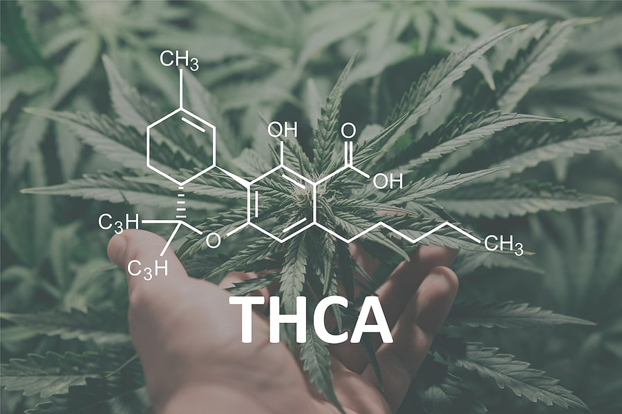 What Is THC-A And How Is It Different From THC?